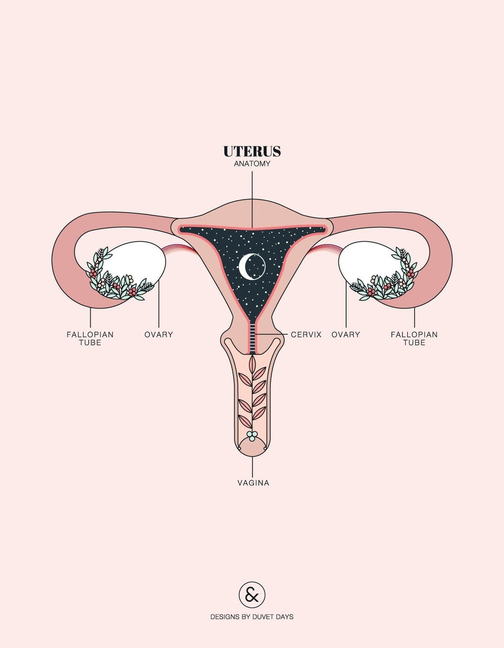 Is The Cervix The New Clitoris?