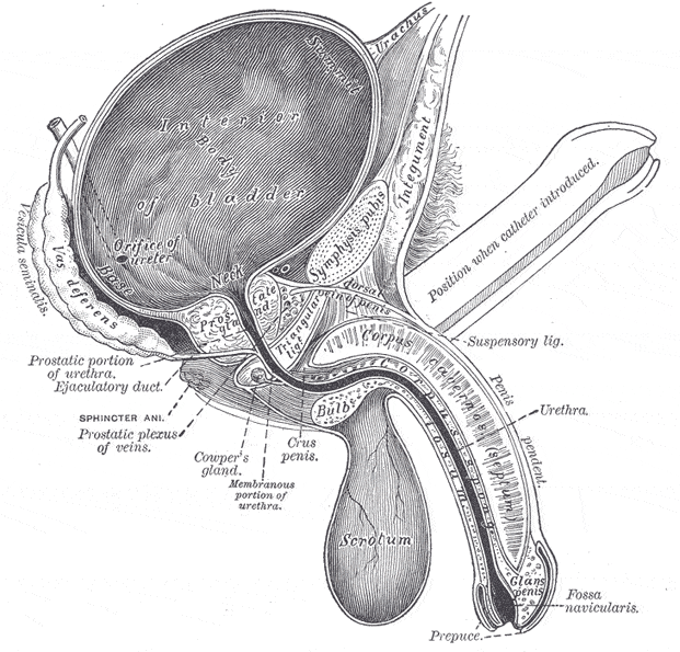 The Prostate Awakening